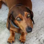 Alimentazione del cane: cosa dare e cosa evitare assolutamente