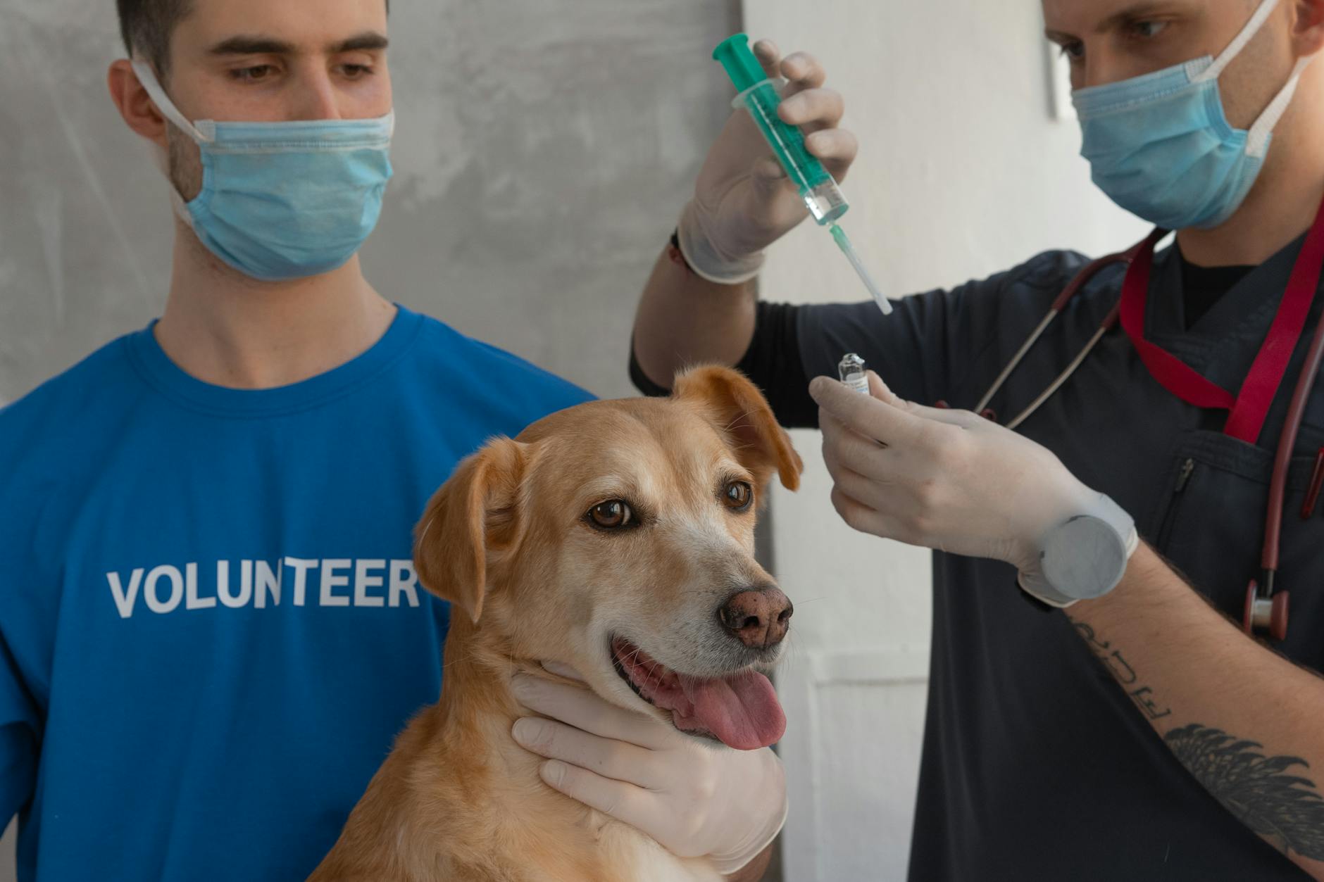 Vaccinazioni animali: calendario, costi e obblighi legali