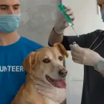 Vaccinazioni animali: calendario, costi e obblighi legali