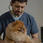 Assicurazione animali: come funziona davvero e quando conviene farla